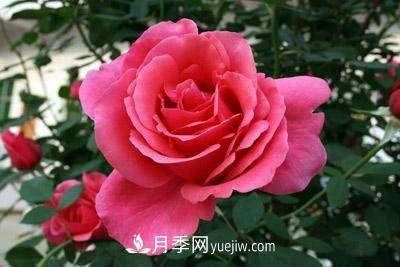大花月季品種介紹？大花月季品種推薦(圖4)