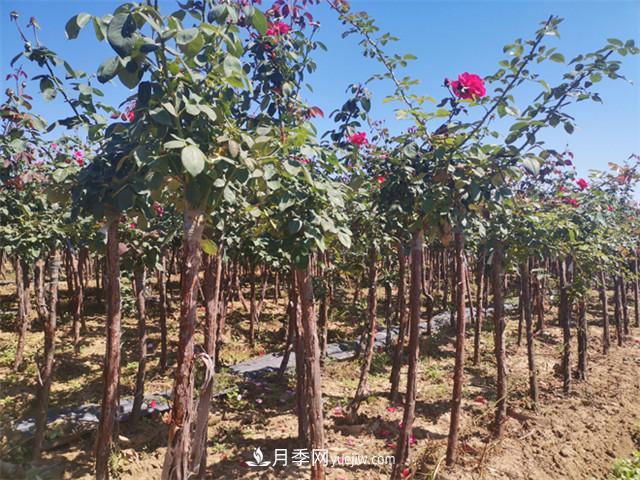 美麗的樹狀月季，愛(ài)上一棵會(huì)開花的樹(圖2)