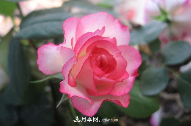月季花冬天施肥不可大意，肥水管理分享(圖1)