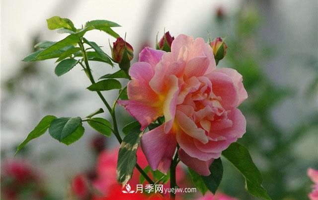 小白不知道微型月季肥水管理，那么月季花需要什么肥料(圖1)