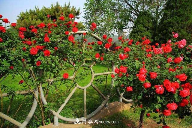 月季花冬天如何剪枝？(圖1)