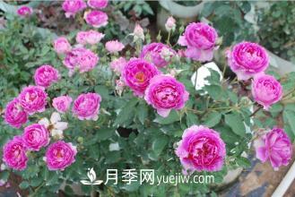***香的月季品種是什么？盤點4種濃香月季(圖3)