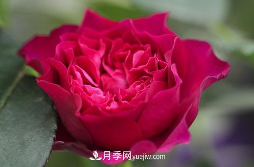 ***香的月季品種是什么？盤點4種濃香月季(圖1)