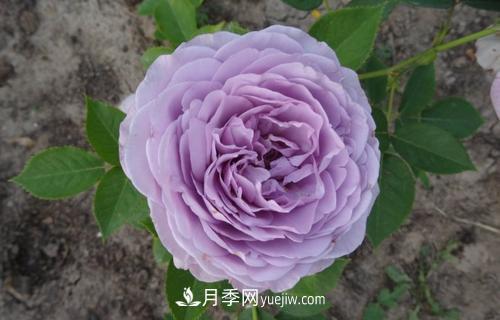 ***香的月季品種是什么？盤點4種濃香月季(圖2)