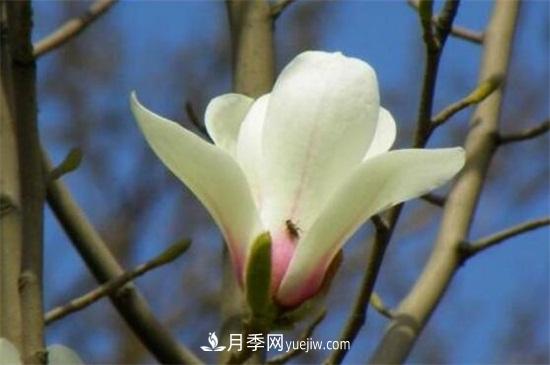 白玉蘭和白蘭花的區(qū)別，白玉蘭花語(yǔ)和含義(圖3)