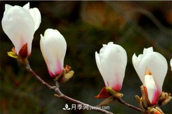 白玉蘭和白蘭花的區(qū)別，白玉蘭花語(yǔ)和含義(圖1)
