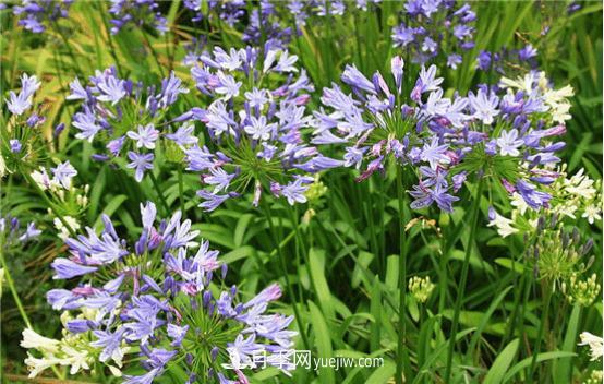迷迭香在中國(guó)叫什么，迷迭香花語(yǔ)是什么(圖3)