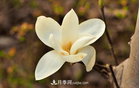 玉蘭花什么時候開，玉蘭花的種植方法(圖1)