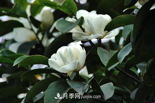 南召?gòu)V玉蘭樹(shù)種植方法，適合種植在家里嗎(圖2)