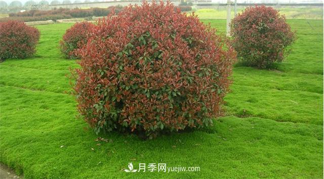 南陽(yáng)哪家苗圃紅葉石楠質(zhì)量好(圖1)