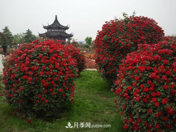 來(lái)自南陽(yáng)月季的直徑80CM月季花球，美上天了(圖2)