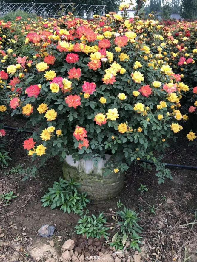來(lái)自南陽(yáng)月季的直徑80CM月季花球，美上天了(圖3)
