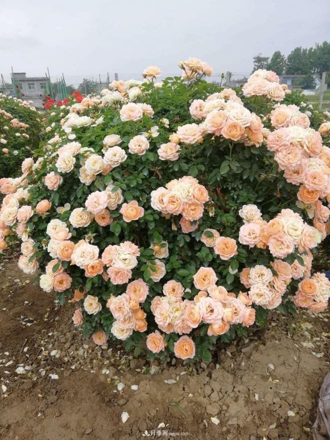 來(lái)自南陽(yáng)月季的直徑80CM月季花球，美上天了(圖4)