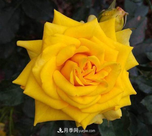 太陽(yáng)城月季(圖2)