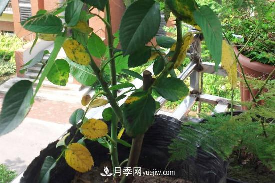 月季花的葉子發(fā)黃枯萎脫落， 怎么辦？(圖1)
