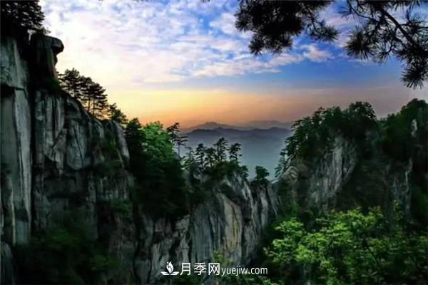 一縣一品公益助農(nóng)，河南南召特色農(nóng)產(chǎn)品辛夷(圖1)