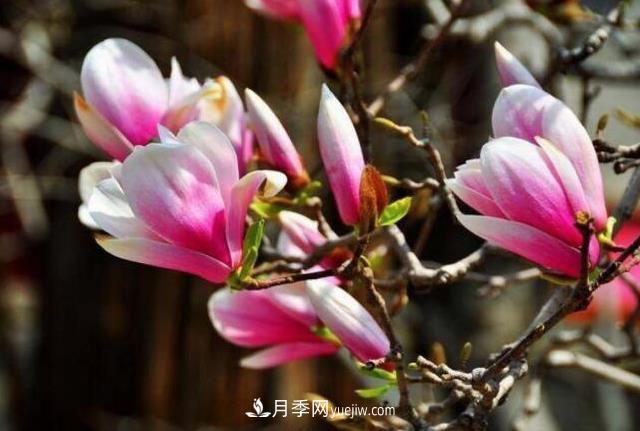 國家花卉種質(zhì)資源庫評審 南召玉蘭入評(圖1)
