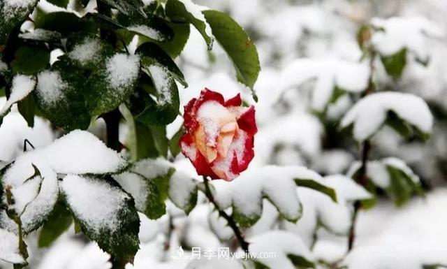 你知道月季如何防寒嗎？正在進行時(圖1)