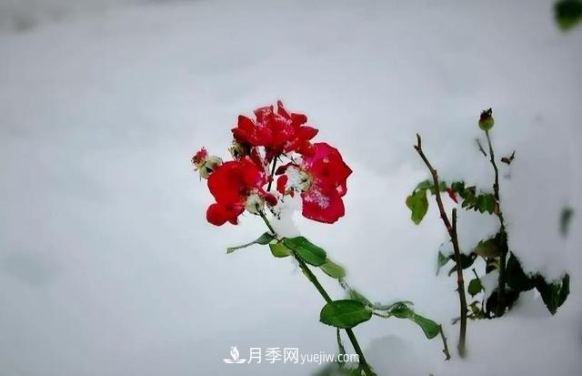 你知道月季如何防寒嗎？正在進行時(圖2)