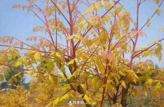 “彩葉潮流”來(lái)勢(shì)洶洶，這8種彩葉樹(shù)種前景大好(圖1)