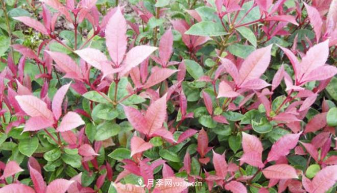 “彩葉潮流”來(lái)勢(shì)洶洶，這8種彩葉樹(shù)種前景大好(圖2)