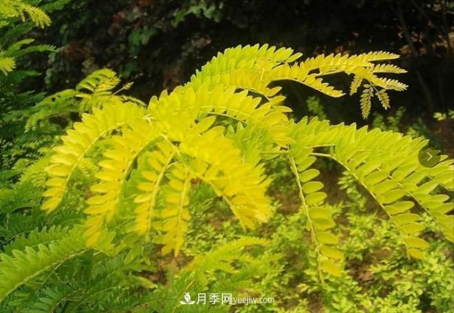 “彩葉潮流”來(lái)勢(shì)洶洶，這8種彩葉樹(shù)種前景大好(圖4)