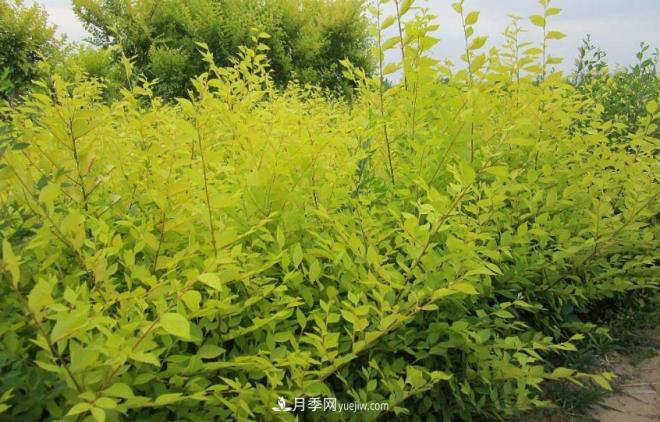 “彩葉潮流”來(lái)勢(shì)洶洶，這8種彩葉樹(shù)種前景大好(圖5)