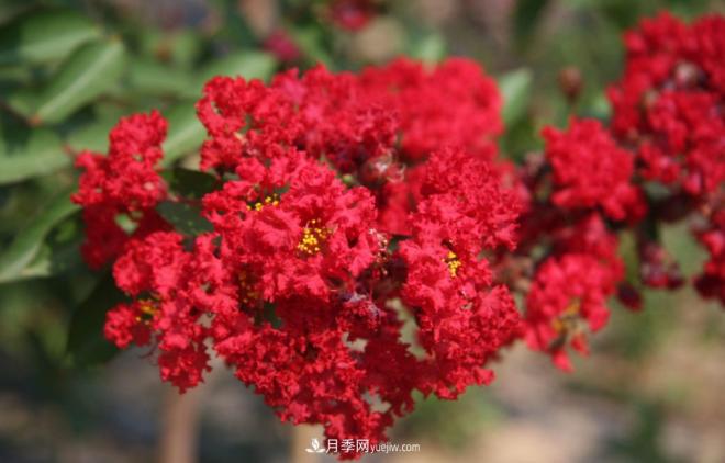 “彩葉潮流”來(lái)勢(shì)洶洶，這8種彩葉樹(shù)種前景大好(圖8)