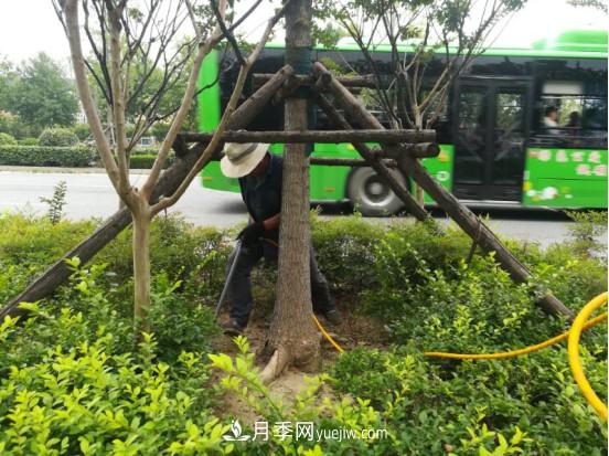 南陽市園林局力促銀杏復(fù)壯，打造迷人秋景(圖1)