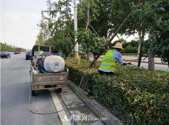 南陽市園林局力促銀杏復(fù)壯，打造迷人秋景(圖2)