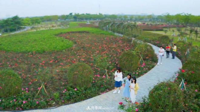 立冬已過，小雪將至~ 肇慶新區(qū)月季園景色獨(dú)好、風(fēng)光別致(圖2)