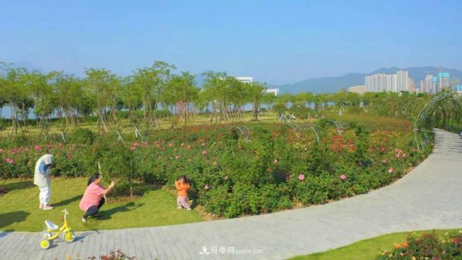 立冬已過，小雪將至~ 肇慶新區(qū)月季園景色獨(dú)好、風(fēng)光別致(圖5)