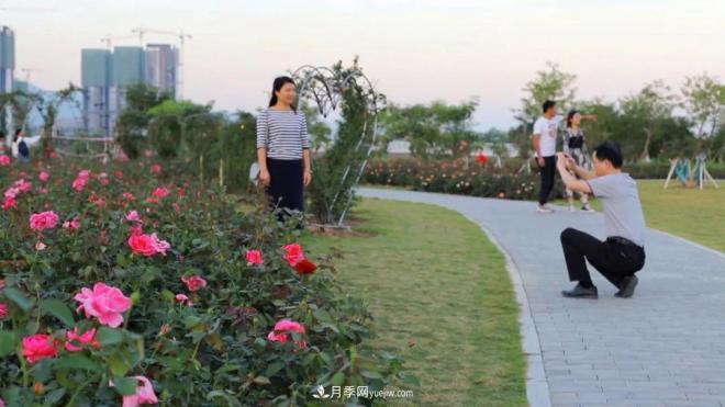 立冬已過，小雪將至~ 肇慶新區(qū)月季園景色獨(dú)好、風(fēng)光別致(圖4)