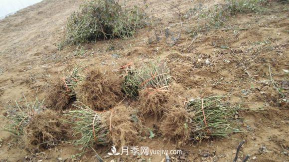月季裸根苗發(fā)貨了，光譜/紅雙喜/安吉拉(圖1)