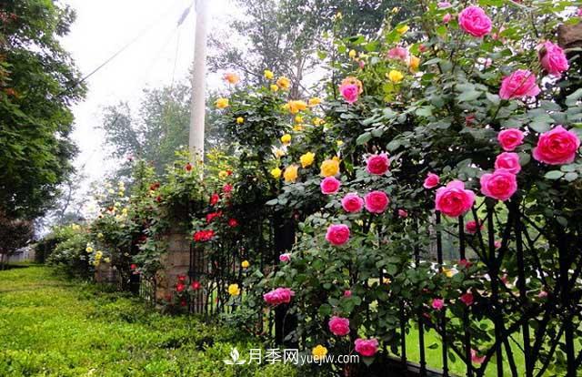 月季喜光喜陽(yáng)，月季花能種陰涼處嗎(圖1)