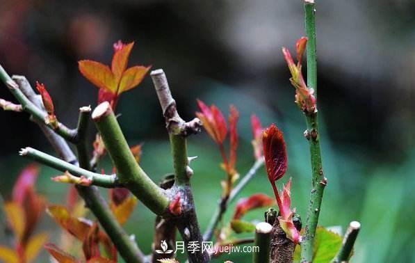 盆栽月季怎么養(yǎng)護？(圖1)