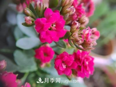 花多多1號和2號的區(qū)別，月季花什么時候用花多多2號(圖1)