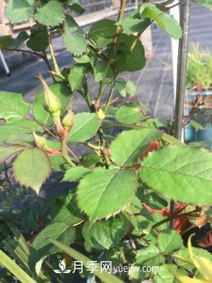 花多多1號和2號的區(qū)別，月季花什么時候用花多多2號(圖2)