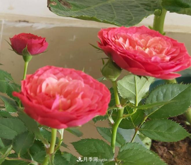 月季得了病，別急扔掉，教你解決快速恢復(fù)(圖1)