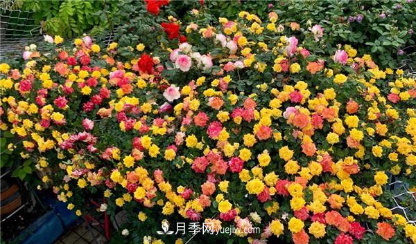 藤彩虹月季品種優(yōu)缺點(diǎn)是什么？(圖2)