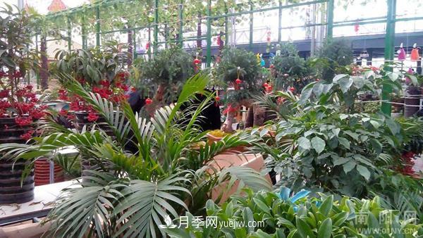 南陽花卉批發(fā)市場在哪里？(圖1)