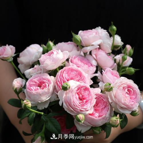 7種漂亮月季，植株矮小，花色艷麗，花期超長，是陽臺盆栽佳品！(圖2)
