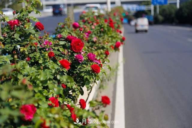 月季得病恢復(fù)以后，如何修剪？如何養(yǎng)護(圖4)