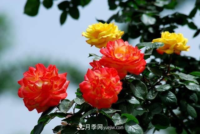 月季得病恢復(fù)以后，如何修剪？如何養(yǎng)護(圖2)