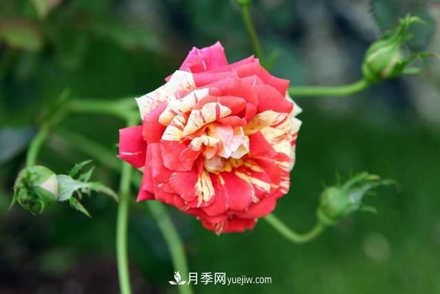 月季得病恢復(fù)以后，如何修剪？如何養(yǎng)護(圖3)