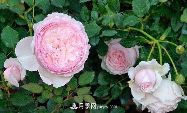 冬天來(lái)了月季花要休眠了，抓緊做這3件事，為明年開花做準(zhǔn)備！(圖1)