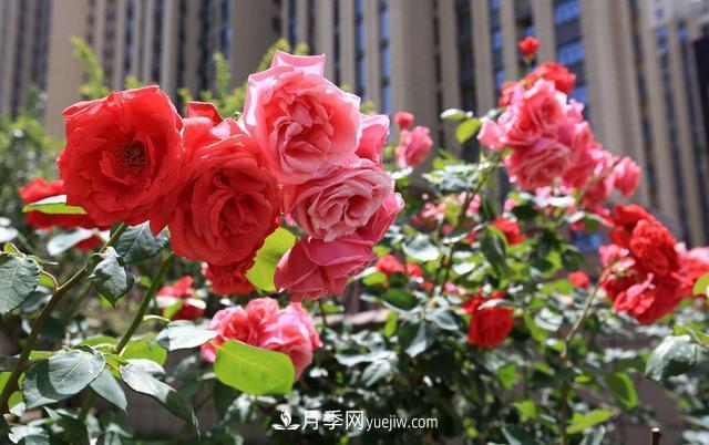 8種經(jīng)典月季，藤本、灌木和微月都有，買(mǎi)了不會(huì)錯(cuò)(圖1)