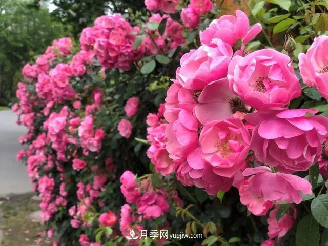 8種經(jīng)典月季，藤本、灌木和微月都有，買(mǎi)了不會(huì)錯(cuò)(圖2)