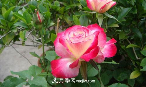 8種經(jīng)典月季，藤本、灌木和微月都有，買(mǎi)了不會(huì)錯(cuò)(圖5)