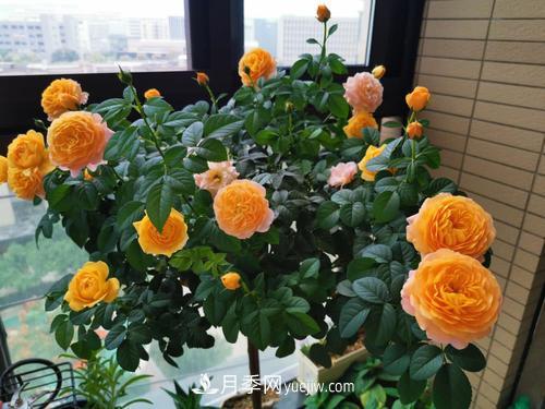 8種經(jīng)典月季，藤本、灌木和微月都有，買(mǎi)了不會(huì)錯(cuò)(圖6)